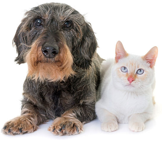 dog and cat lying side by side