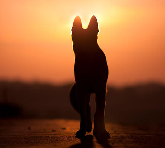 silhouette of dog in sunset