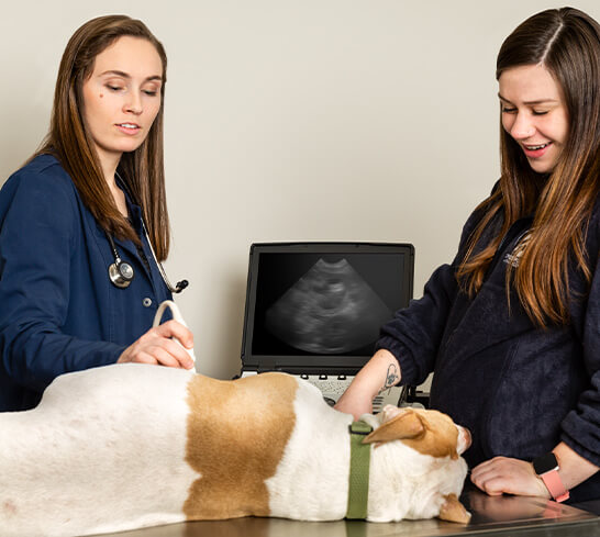 three female vets performing an ultrasound on a dog