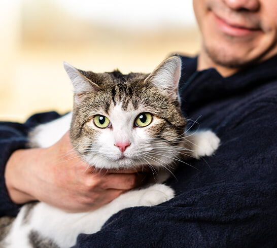 male vet holding a cat