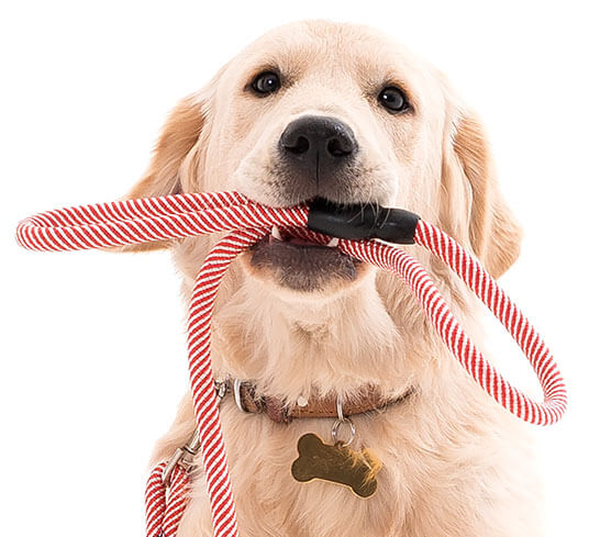 dog holding its leash