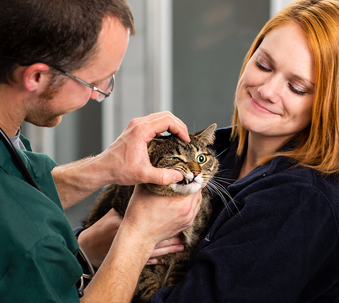 Veterinary Dentistry Services Crossroads Animal Hospital